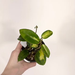 Hoya verticillata 'Suet Jade' [#1506]