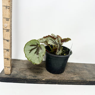 Begonia lanternaria [#2008]