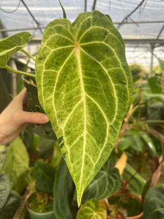 Anthurium 'Chuck Norris' x self - One Seed Per Pack