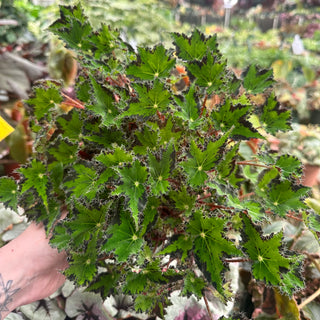 Begonia 'Steve's Leaves Donnie Brown'