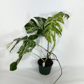 Monstera deliciosa var. borsigiana albo-variegata [#1352]