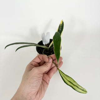 Hoya sulawesiana albo marginata [#2202]