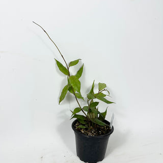 Hoya pusilla Malaysia [#2337]