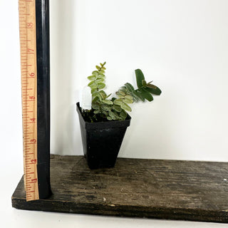 Z-5232 - Marcgravia umbellata