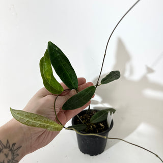 Hoya hypolasia [#2136]