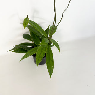 Hoya PMP 173-B [#2289]