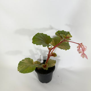 Begonia cucullata (variegated) [#1507]