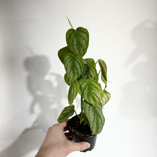 Z-4988 - Philodendron aff. brandtianum