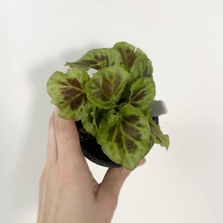 Begonia dongoranensis [#2130]