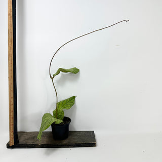 Hoya meredithii [#1722]