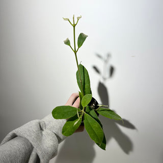 Z-5352 - Hoya kapuasensis