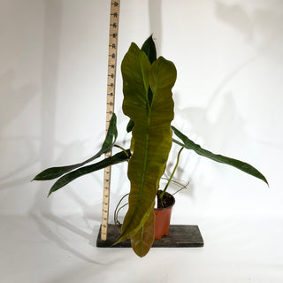 Philodendron atabapoense (Non-TC) [#1827]