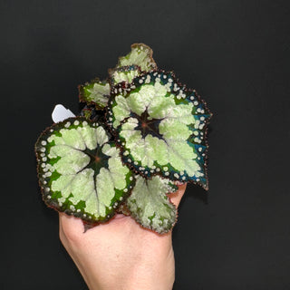 Begonia 'Dolce Vita' [#2100]