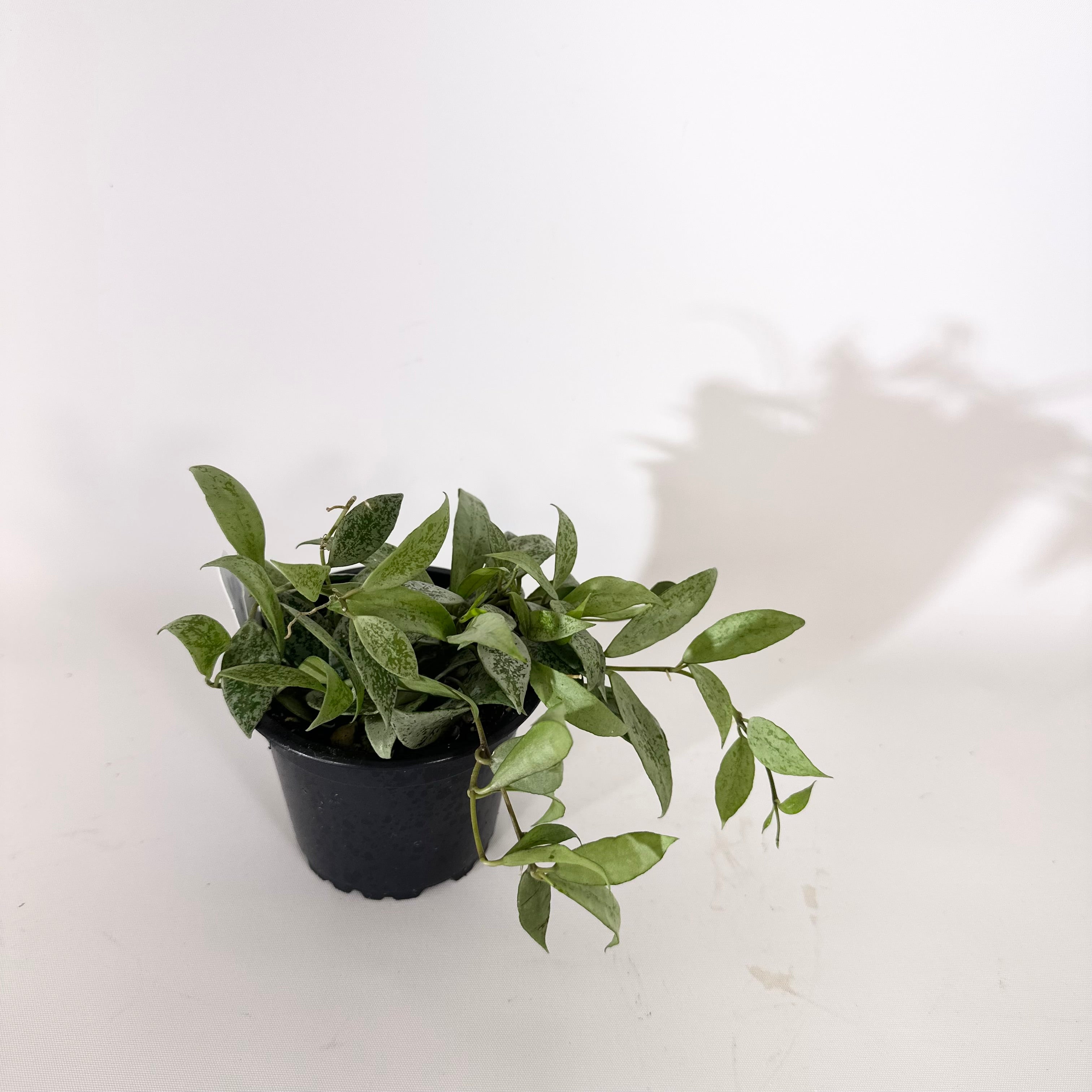 Z-5137 - Hoya lacunosa 'Moonlight' – Steve's Leaves