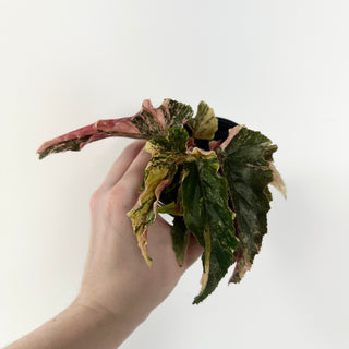 Begonia 'Ginny Galaxy' [#2494]