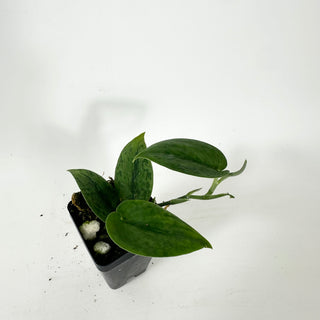 Z-5336 - Scindapsus pictus 'Green Army'