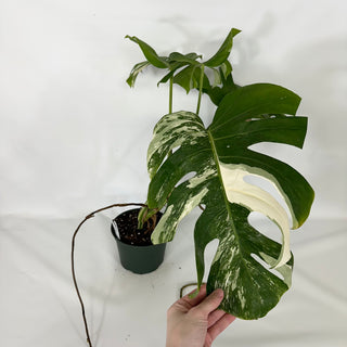 Monstera deliciosa var. borsigiana albo-variegata [#1521]