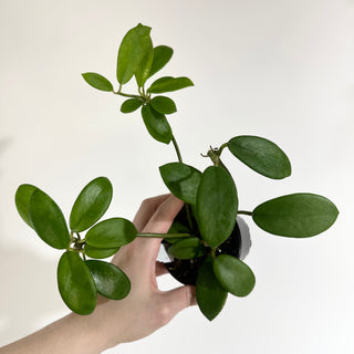 Hoya liangii [#2022]