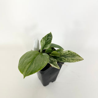 Z-5313 - Scindapsus treubii variegata