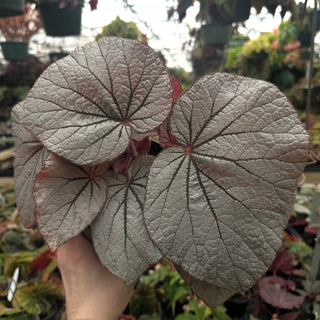 Begonia 'Rice Paper'