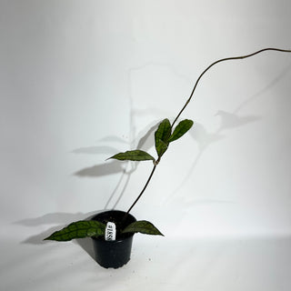Hoya finlaysonii (Black) [#1858]