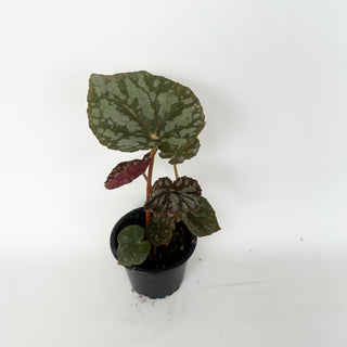 Begonia 'Steve's Leaves Frostbite'