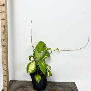 Hoya mindorensis variegata [#2341]