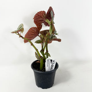 Begonia brevirimosa (Silver Form) [#2486]