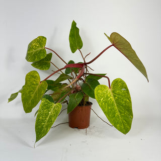 Philodendron 'Painted Lady' (Non-TC) *Sport* [#2097]