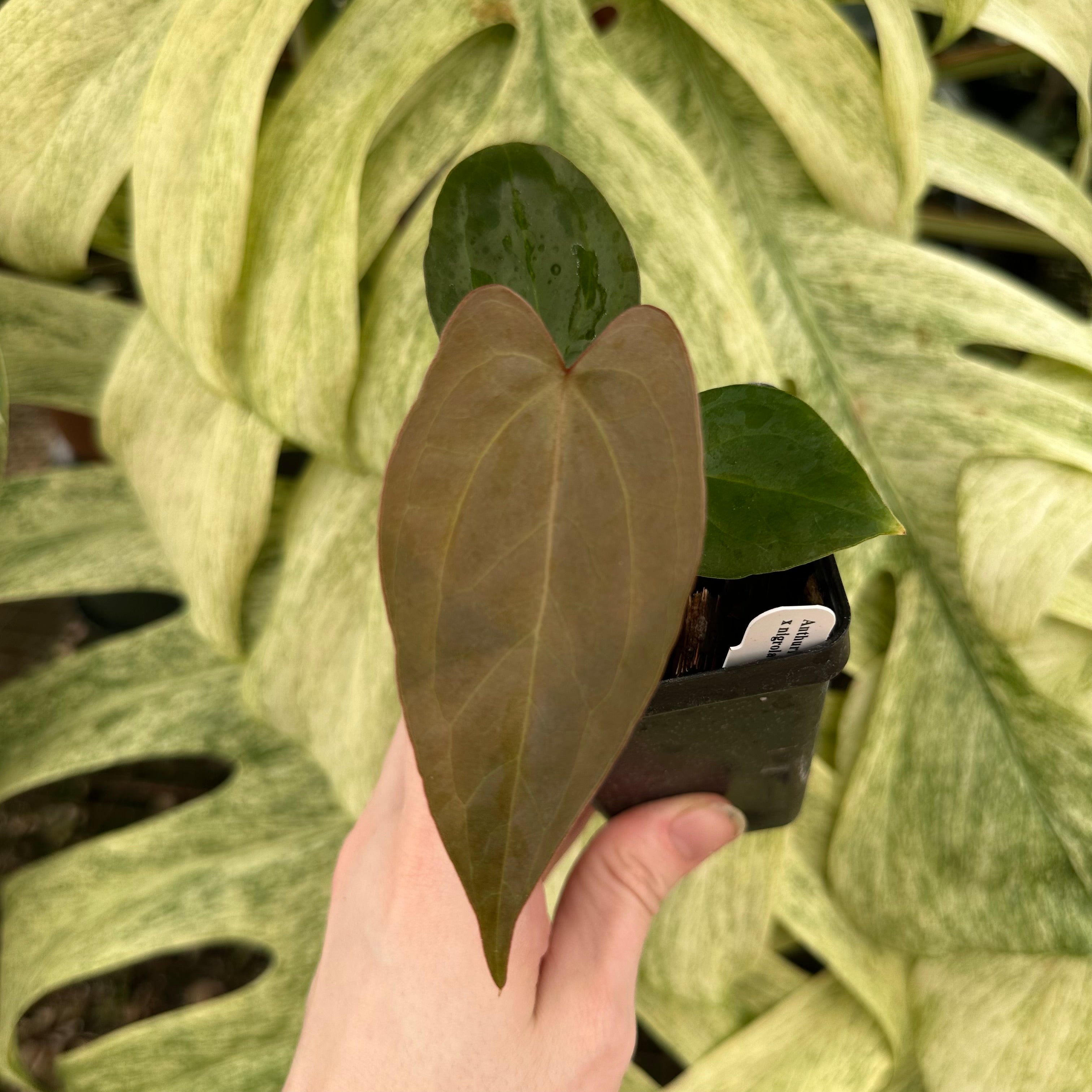 philodendron forgetii Anthurium 'Not The Mama'/forgetii x nigrolaminum 'Gigi'