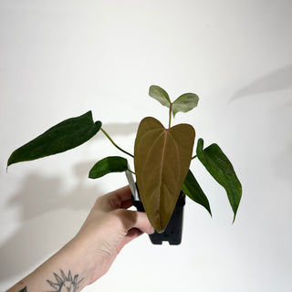 Anthurium 'Prince of Darkness' x indo portillae [#1785]