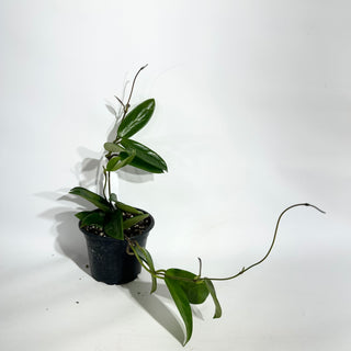 Z-5054 - Hoya vangviengiensis