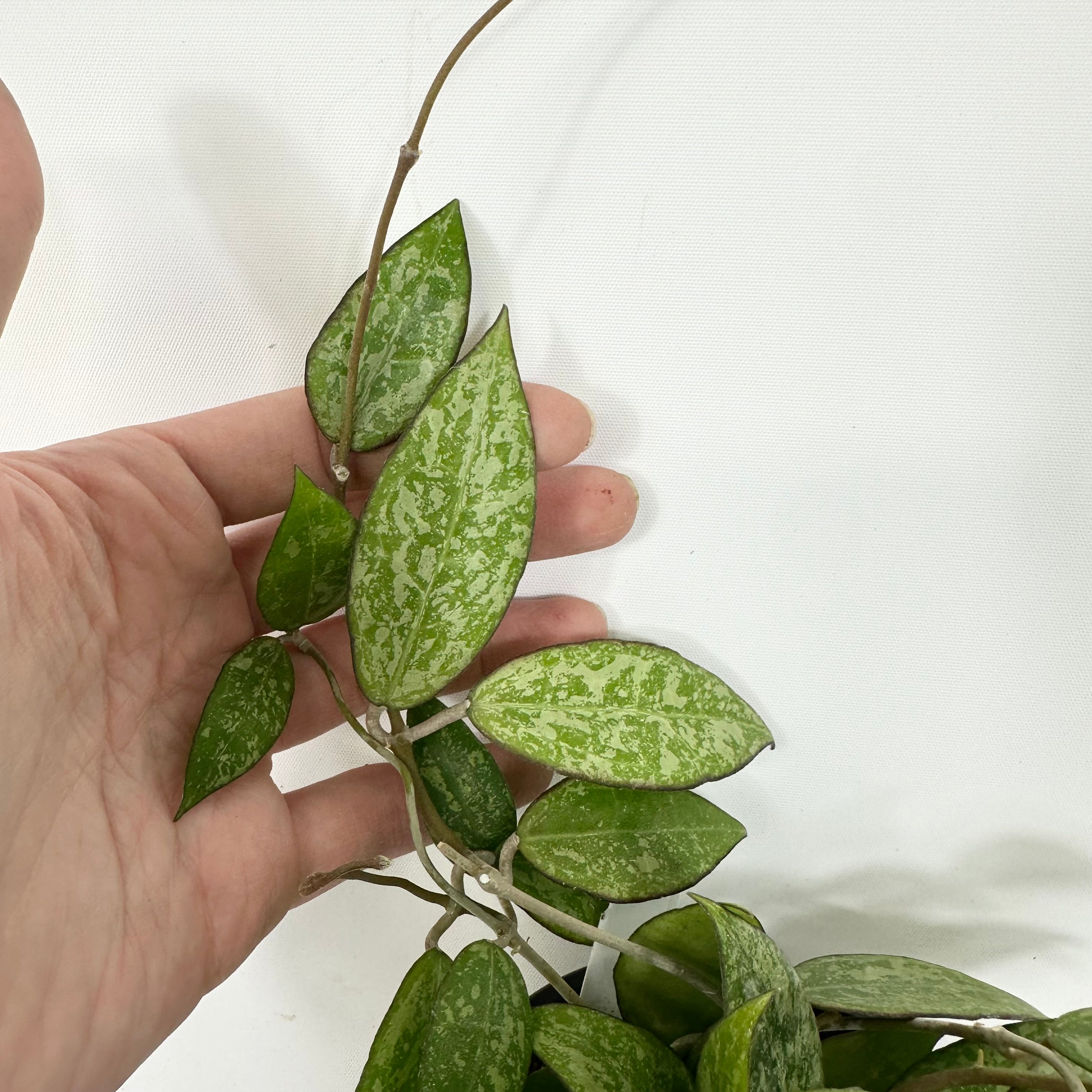 Hoya sp. MA-20 [#2155] – Steve's Leaves