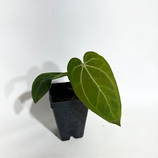 Anthurium Variegated ('Ace of Spades'/papillilaminum) x self [#1989]