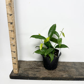 Hoya megalantha [#2021]