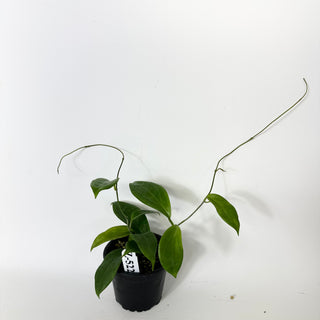 Z-5229 - Hoya persiciana