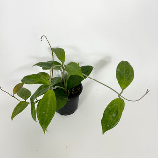 Hoya persiciana [#2192]