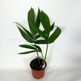 Rhaphidophora decursiva - 5.5" Pot [#1628]