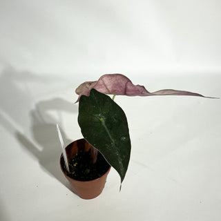 Alocasia 'Polly' (pink mint) [#1881]