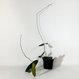 Hoya hypolasia [#2136]