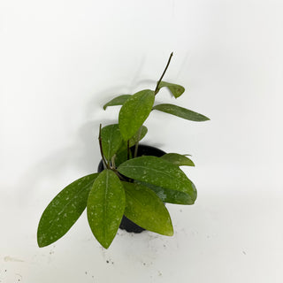 Hoya elmeri (splash) [#2121]