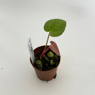 Anthurium carlablackiae x 'Delta Force' - Seedling [#1483]