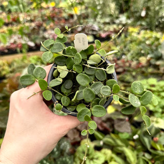 Hoya serpens