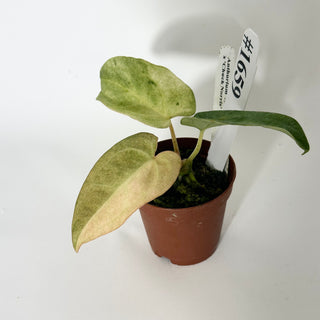 Anthurium 'Arnold Schwarzenegger' x 'Chuck Norris' - Seedling [#1659]