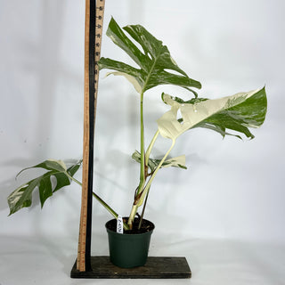 Z-4326 - Monstera deliciosa var. borsigiana albo-variegata