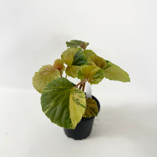 Begonia cucullata (variegated) [#2492]