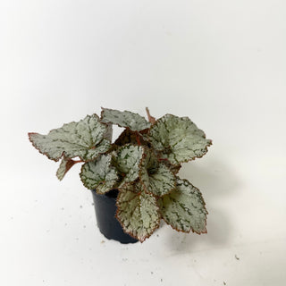 Begonia 'Desperado' [#2009]