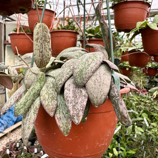 Hoya sigillatis (Wide Form)