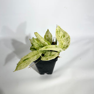Z-4934 - Scindapsus pictus ‘Mangurai’ variegated