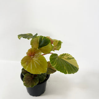 Begonia cucullata (variegated) [#2492]